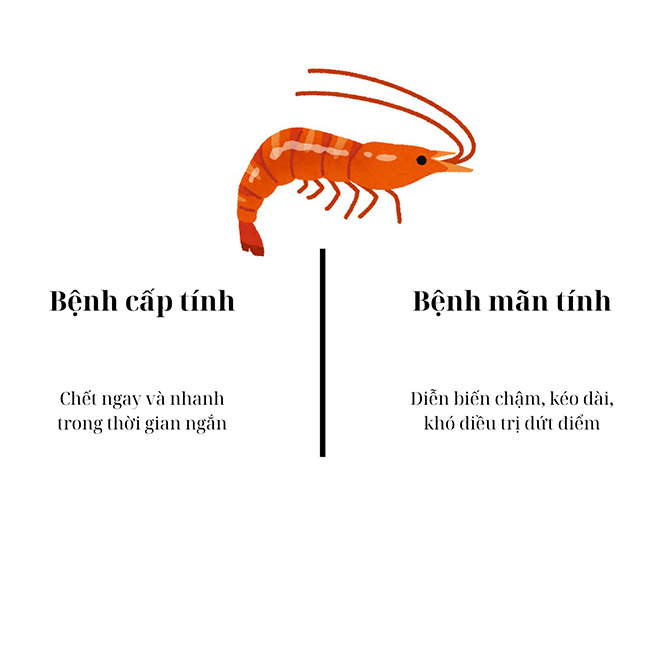 Bệnh mãn tính ở tôm có thể gây chết trong thời gian dài. Bệnh mãn tính ở tôm có thể gây chết trong thời gian dài.