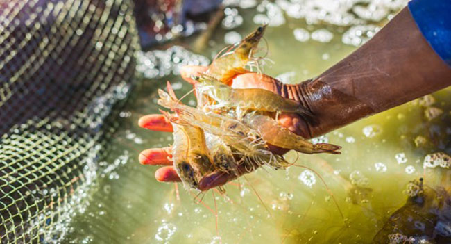 Chủ động phòng bệnh cho tôm cá là giải pháp then chốt để phát triển bền vững. Chủ động phòng bệnh cho tôm cá là giải pháp then chốt để phát triển bền vững.