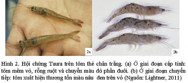 Hội chứng Taura là một trong những bệnh gây mãn tính ở tôm. Hội chứng Taura là một trong những bệnh gây mãn tính ở tôm.