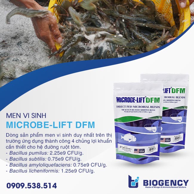 Men vi sinh Microbe-Lift DFM chứa 4 chủng vi sinh có lợi cho đường ruột tôm. Men vi sinh Microbe-Lift DFM chứa 4 chủng vi sinh có lợi cho đường ruột tôm.