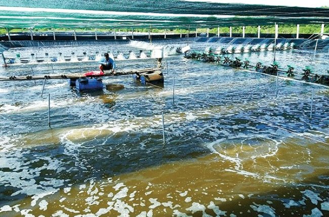 Mô hình nuôi tôm siêu thâm canh. Mô hình nuôi tôm siêu thâm canh.