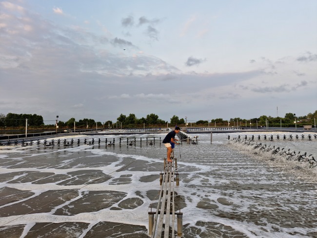 Kiểm soát nhiệt độ nước ổn định để tôm phát triển tốt. Kiểm soát nhiệt độ nước ổn định để tôm phát triển tốt.