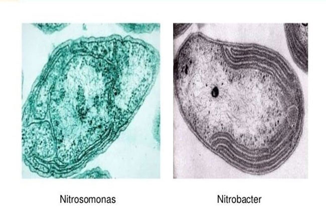 Bộ đôi vi sinh Nitrosomonas và Nitrobacter chuyên xử lý khí độc ao tôm. Bộ đôi vi sinh Nitrosomonas và Nitrobacter chuyên xử lý khí độc ao tôm.