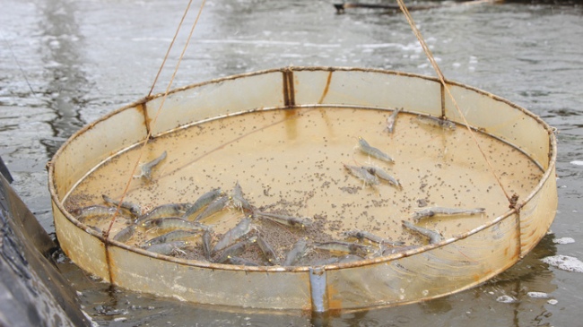 Hệ số FCR được kiểm soát suốt vụ đến lúc thu tôm, ảnh hưởng đến lợi nhuận của bà con Hệ số FCR được kiểm soát suốt vụ đến lúc thu tôm, ảnh hưởng đến lợi nhuận của bà con