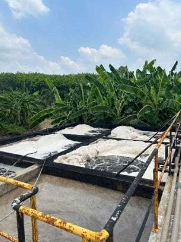 Hệ thống xử lý nước thải chăn nuôi heo tại Bình Phước bị sốc tải, nổi bọt trắng. Hệ thống xử lý nước thải chăn nuôi heo tại Bình Phước bị sốc tải, nổi bọt trắng.