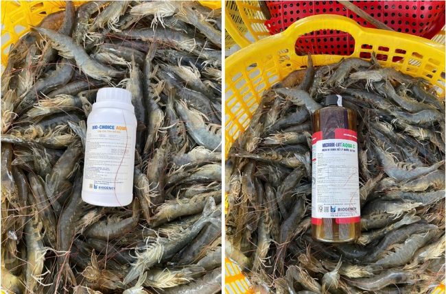 Enzyme Bio-Choice AQUA và AQUA C hỗ trợ vừa xử lý ao tôm bị lợn cợn nhiều do tảo tàn nhanh vừa cấy lại hệ vi sinh cho ao tôm. Enzyme Bio-Choice AQUA và AQUA C hỗ trợ vừa xử lý ao tôm bị lợn cợn nhiều do tảo tàn nhanh vừa cấy lại hệ vi sinh cho ao tôm.