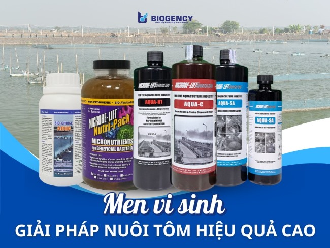 Các chế phẩm vi sinh cho ao nuôi tôm đạt hiệu quả cao được nhiều bà con tin dùng. Các chế phẩm vi sinh cho ao nuôi tôm đạt hiệu quả cao được nhiều bà con tin dùng.