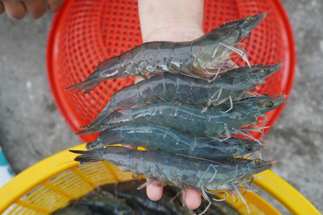 Tôm nhanh đạt size thương phẩm sớm khi dùng chế phẩm vi sinh cho ao nuôi tôm của BIOGENCY. Tôm nhanh đạt size thương phẩm sớm khi dùng chế phẩm vi sinh cho ao nuôi tôm của BIOGENCY.