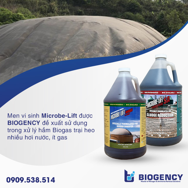 Hầm Biogas trại heo nhiều hơi nước, ít gas: Nguyên nhân và cách xử lý Hầm Biogas trại heo nhiều hơi nước, ít gas: Nguyên nhân và cách xử lý