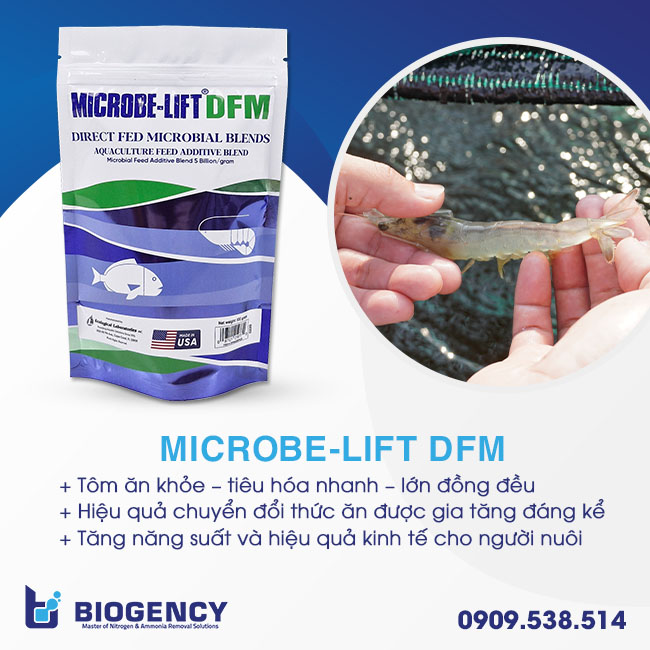 Tăng hiệu quả chuyển đổi thức ăn cho tôm với men đường ruột Microbe-Lift DFM Tăng hiệu quả chuyển đổi thức ăn cho tôm với men đường ruột Microbe-Lift DFM