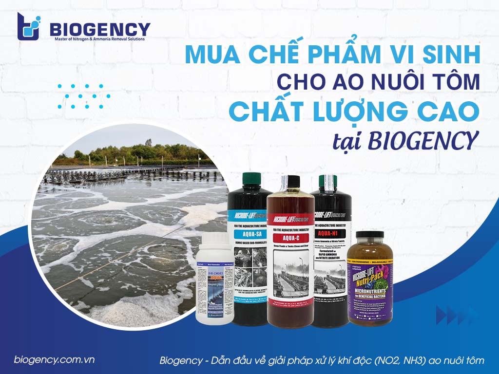 Mua chế phẩm vi sinh cho ao nuôi tôm chất lượng cao tại BIOGENCY Mua chế phẩm vi sinh cho ao nuôi tôm chất lượng cao tại BIOGENCY