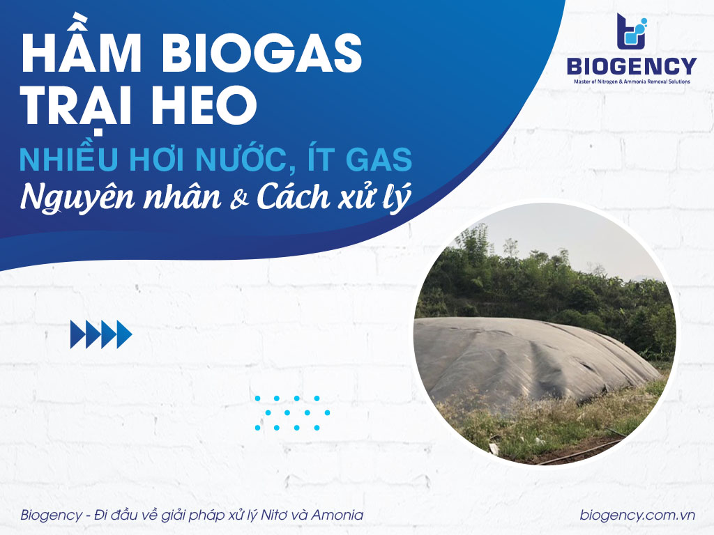 Hầm Biogas trại heo nhiều hơi nước, ít gas: Nguyên nhân và cách xử lý Hầm Biogas trại heo nhiều hơi nước, ít gas: Nguyên nhân và cách xử lý