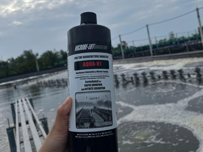 Giải pháp nuôi tôm với Microbe-Lift AQUA N1 - làm giảm khí độc ao tôm. Giải pháp nuôi tôm với Microbe-Lift AQUA N1 - làm giảm khí độc ao tôm.