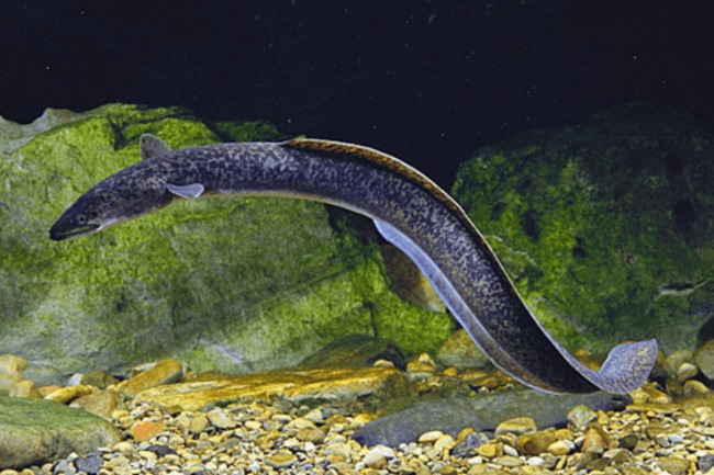 Cá chình bông là loại phổ biến nhất. Cá chình bông là loại phổ biến nhất.