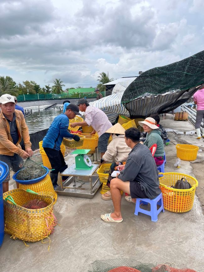 Hiện nay khi thu tôm, thương lái thường test trực tiếp xem tôm có bị thiếu hụt sắc tố không bằng cách luộc chín tôm ngay tại ao. Hiện nay khi thu tôm, thương lái thường test trực tiếp xem tôm có bị thiếu hụt sắc tố không bằng cách luộc chín tôm ngay tại ao.
