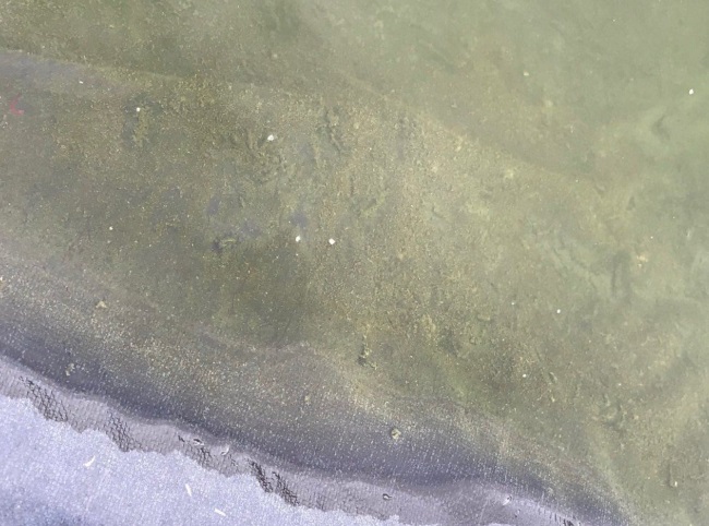 Váng nhớt đóng dày kèm tảo tàn bám bạt trong ao. Váng nhớt đóng dày kèm tảo tàn bám bạt trong ao.