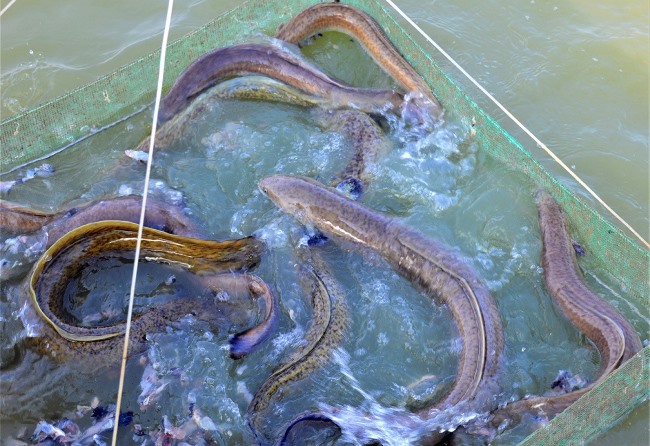 Cá chình là loài cá ăn thịt. Cá chình là loài cá ăn thịt.