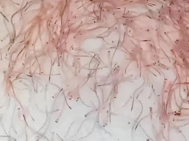 Cá chình giống. Cá chình giống.