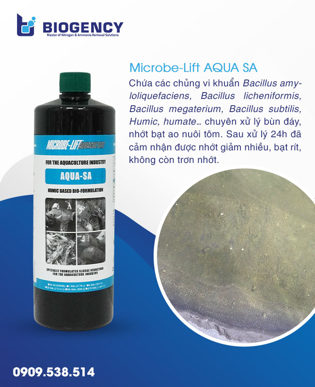 Xử lý nhớt đóng lớp dày trong ao tôm và hướng dẫn từ kỹ thuật BIOGENCY Xử lý nhớt đóng lớp dày trong ao tôm và hướng dẫn từ kỹ thuật BIOGENCY