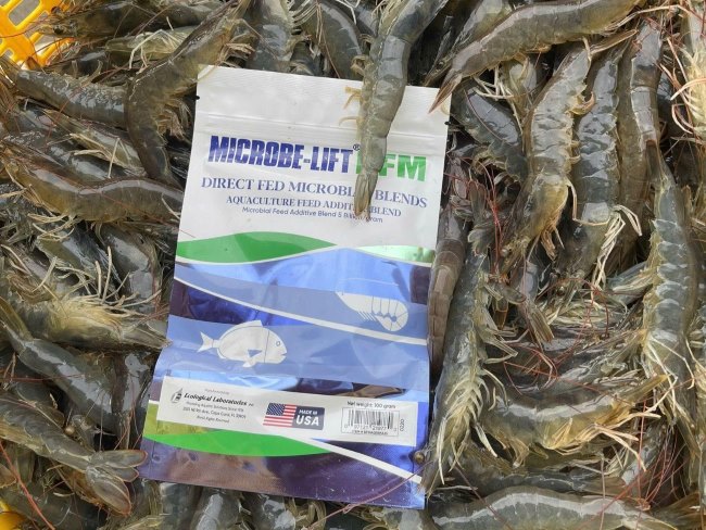 Đường ruột tôm khoẻ hơn nhờ Microbe-Lift DFM. Đường ruột tôm khoẻ hơn nhờ Microbe-Lift DFM.