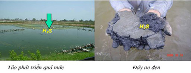Khí H2S gây ra mùi hôi thối ao tôm. Khí H2S gây ra mùi hôi thối ao tôm.