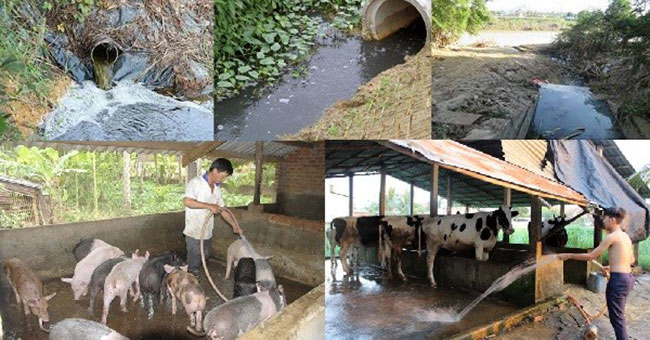 Hoạt động chăn nuôi lợn và bò sữa quy mô công nghiệp sử dụng lượng nước lớn. Hoạt động chăn nuôi lợn và bò sữa quy mô công nghiệp sử dụng lượng nước lớn.
