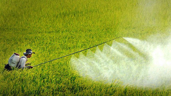 Nông nghiệp Việt Nam sử dụng hơn 100.000 tấn thuốc BVTV mỗi năm. Nông nghiệp Việt Nam sử dụng hơn 100.000 tấn thuốc BVTV mỗi năm.