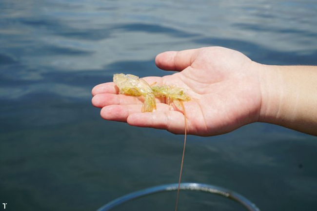 Tôm khó lột vỏ, dễ rớt đáy khi độ mặn nước ao cao. Tôm khó lột vỏ, dễ rớt đáy khi độ mặn nước ao cao.