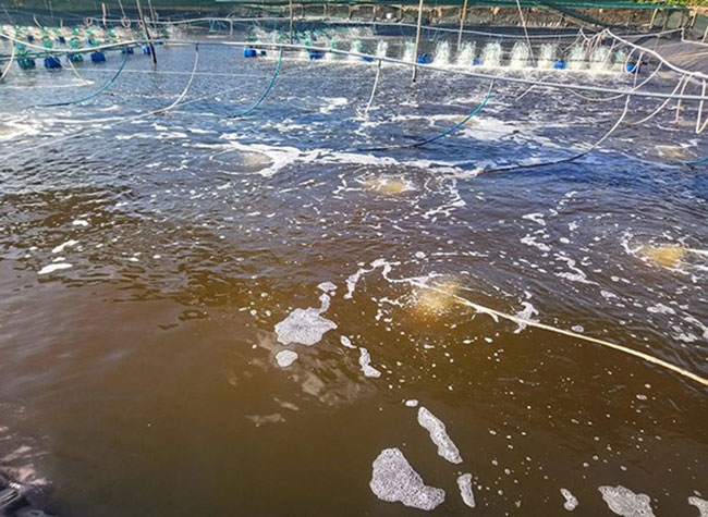 Màu tảo khuê trong ao tôm. Màu tảo khuê trong ao tôm.