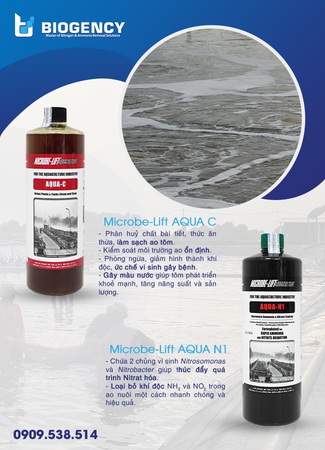 Bộ đôi men vi sinh giúp nuôi tôm khoẻ, nuôi nước tốt. Bộ đôi men vi sinh giúp nuôi tôm khoẻ, nuôi nước tốt.