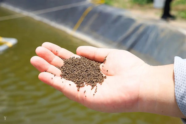 Điều chỉnh lượng thức ăn cho tôm khi nuôi tôm độ mặn cao. Điều chỉnh lượng thức ăn cho tôm khi nuôi tôm độ mặn cao.