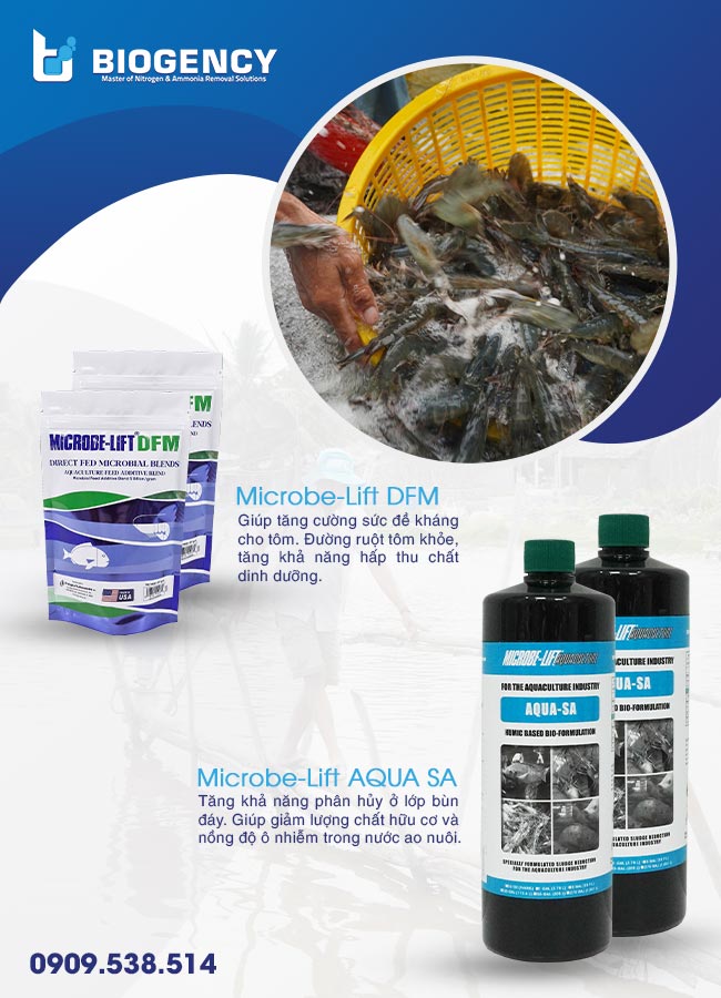 Sử dụng chế phẩm sinh học Microbe-Lift để quá trình nuôi tôm hiệu quả hơn. Sử dụng chế phẩm sinh học Microbe-Lift để quá trình nuôi tôm hiệu quả hơn.