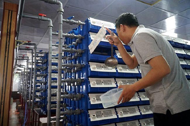 Để nuôi cua tiết kiệm nước và không gian, anh Sơn (một hộ nuôi) dùng các hộp nhựa xếp thành giàn, sử dụng hạt nhựa kaldnes trong hệ thống tuần hoàn (Nguồn: baohatinh.vn). Để nuôi cua tiết kiệm nước và không gian, anh Sơn (một hộ nuôi) dùng các hộp nhựa xếp thành giàn, sử dụng hạt nhựa kaldnes trong hệ thống tuần hoàn (Nguồn: baohatinh.vn).