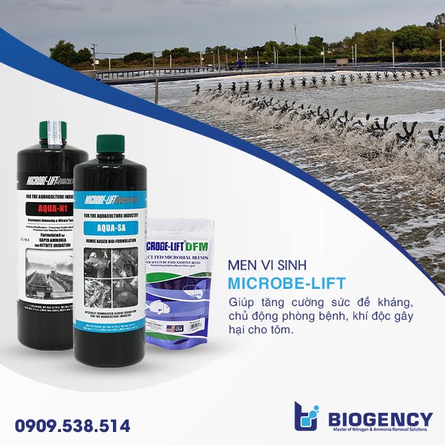 Men vi sinh Microbe-Lift giúp nuôi tôm một cách toàn diện. Men vi sinh Microbe-Lift giúp nuôi tôm một cách toàn diện.