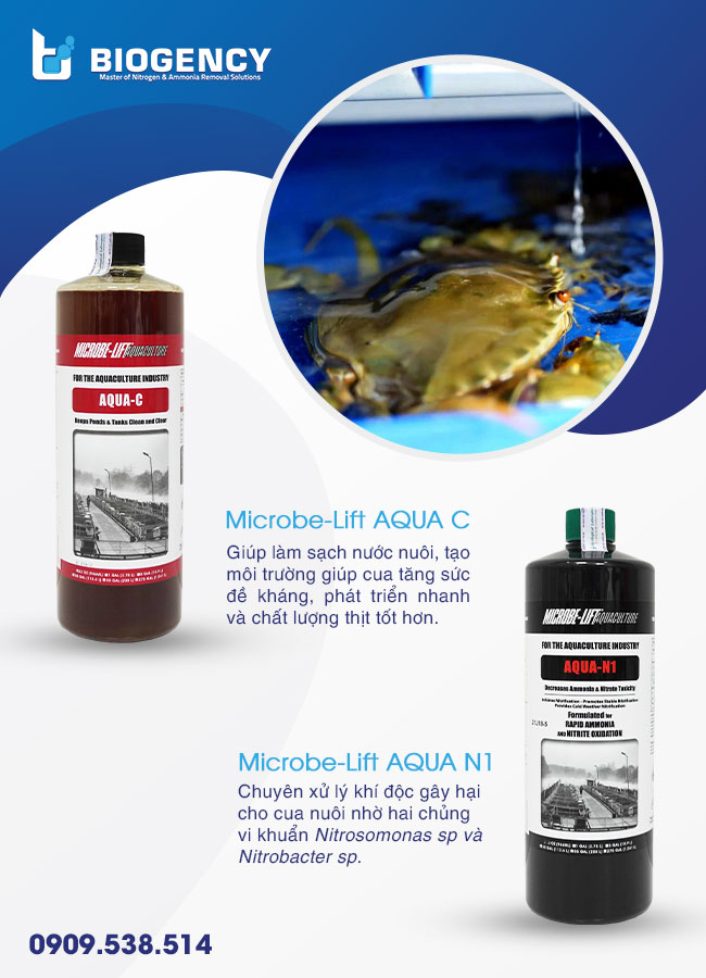 Nên bổ sung chế phẩm vi sinh vào hệ thống nuôi cua tuần hoàn nước từ sớm để đạt hiệu quả cao. Nên bổ sung chế phẩm vi sinh vào hệ thống nuôi cua tuần hoàn nước từ sớm để đạt hiệu quả cao.