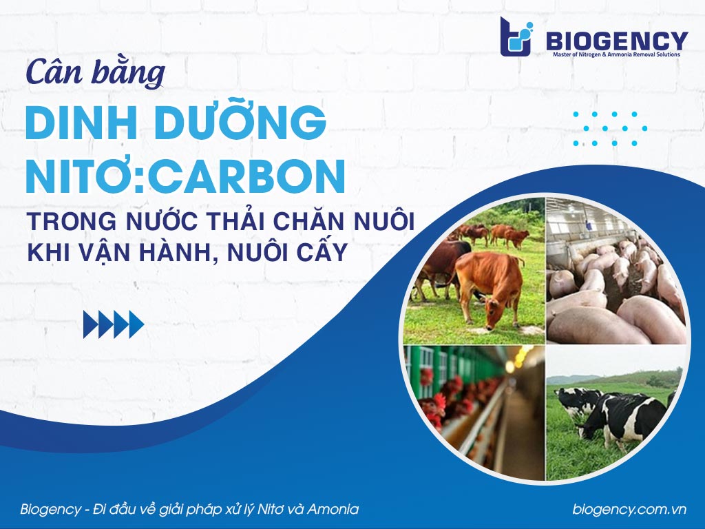 Cân bằng dinh dưỡng Nitơ:Carbon trong nước thải chăn nuôi khi vận hành, nuôi cấy Cân bằng dinh dưỡng Nitơ:Carbon trong nước thải chăn nuôi khi vận hành, nuôi cấy