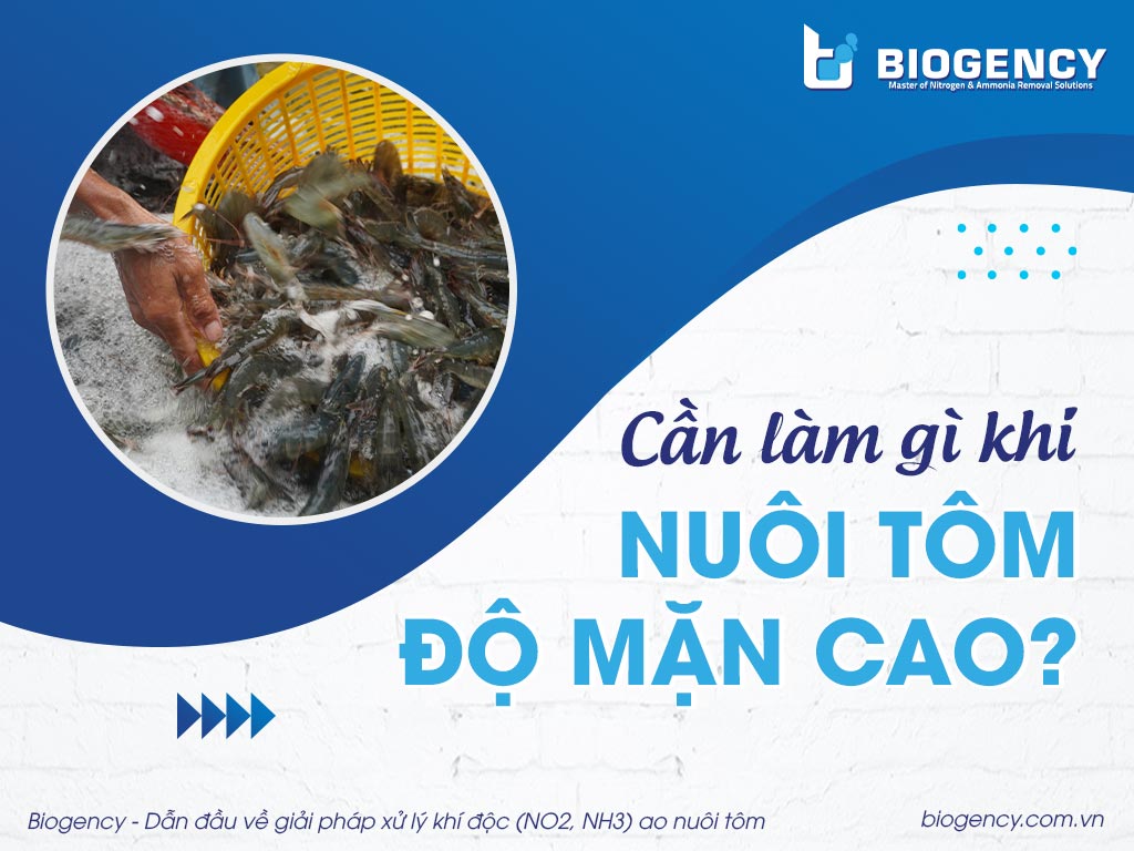 Cần làm gì khi nuôi tôm độ mặn cao? Cần làm gì khi nuôi tôm độ mặn cao?