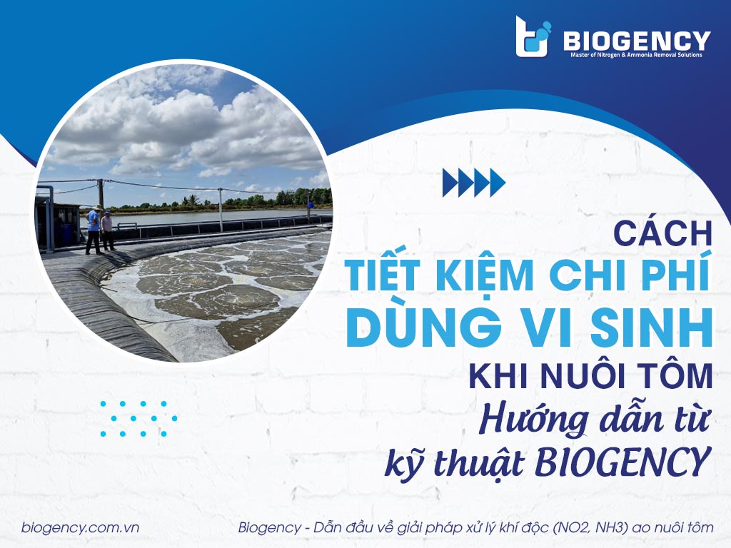 Cách tiết kiệm chi phí dùng vi sinh khi nuôi tôm - Hướng dẫn từ kỹ thuật BIOGENCY
