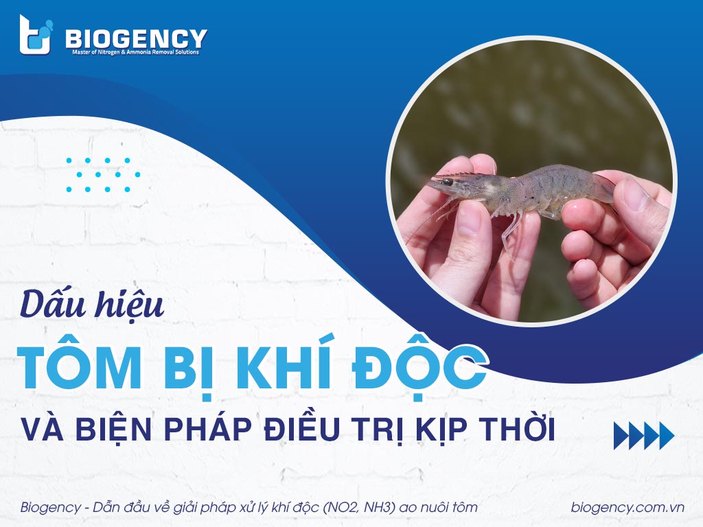 Dấu hiệu tôm bị khí độc và biện pháp điều trị kịp thời Dấu hiệu tôm bị khí độc và biện pháp điều trị kịp thời