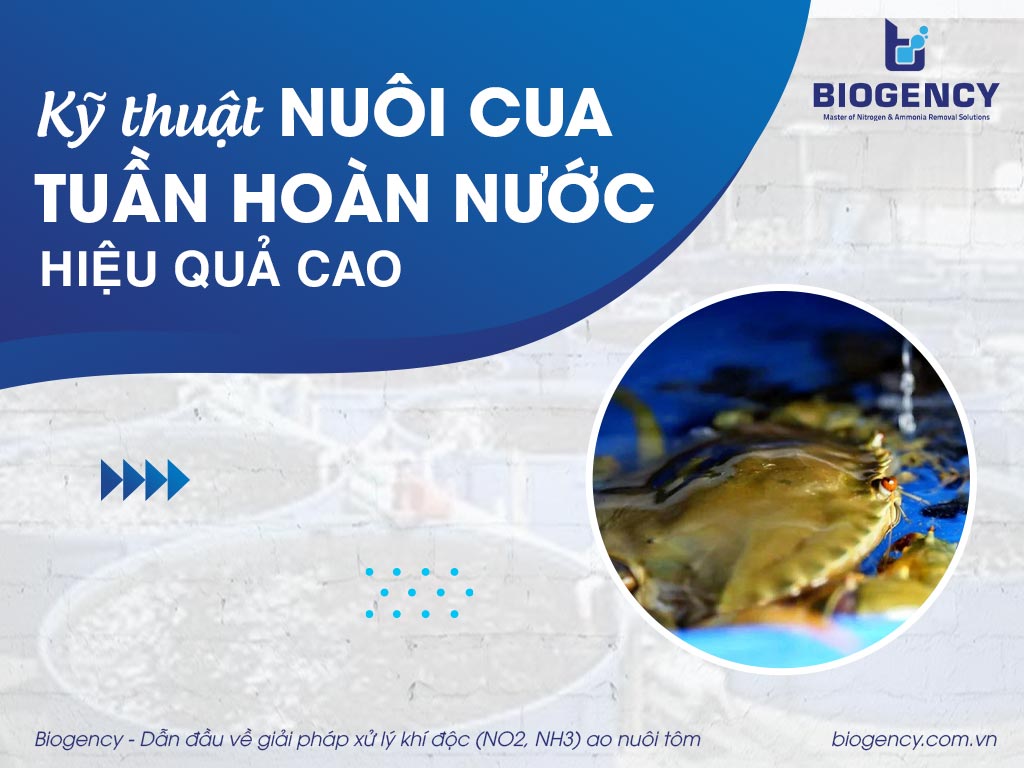 Kỹ thuật nuôi cua tuần hoàn nước hiệu quả cao Kỹ thuật nuôi cua tuần hoàn nước hiệu quả cao