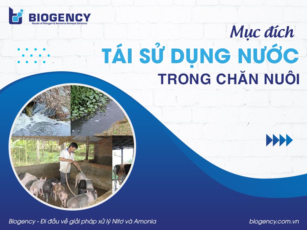 Mục đích tái sử dụng nước trong chăn nuôi Mục đích tái sử dụng nước trong chăn nuôi
