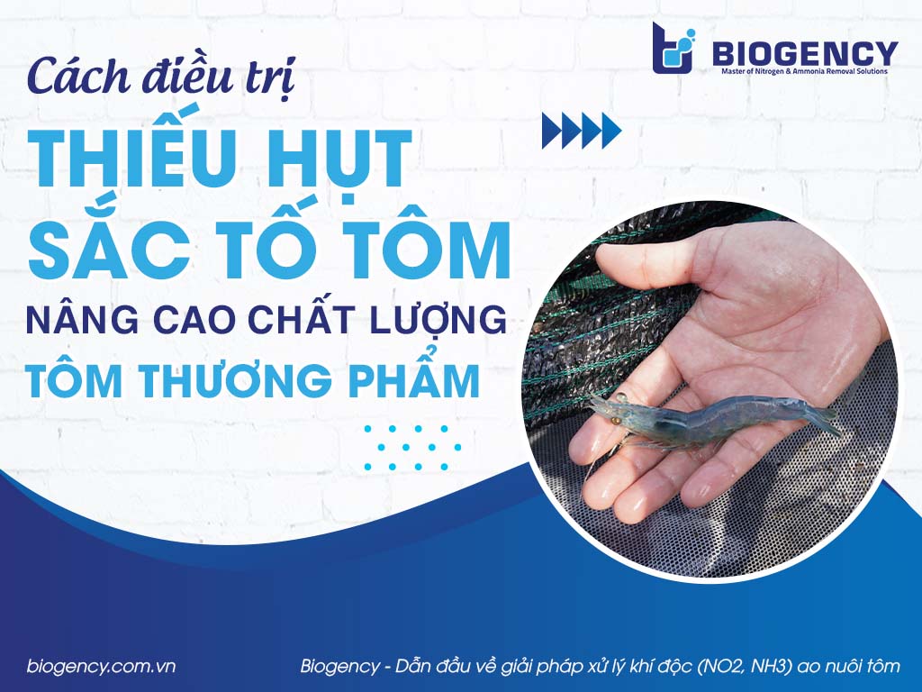 Cách điều trị thiếu hụt sắc tố ở tôm giúp nâng cao chất lượng tôm thương phẩm