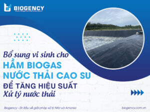 Bổ sung vi sinh cho hầm Biogas nước thải cao su để tăng hiệu suất xử lý nước thải