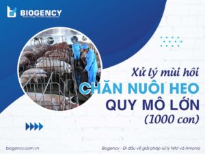 Xử lý mùi hôi khi chăn nuôi heo quy mô lớn (1000 con)