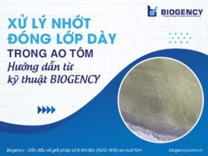 Xử lý nhớt đóng lớp dày trong ao tôm và hướng dẫn từ kỹ thuật BIOGENCY