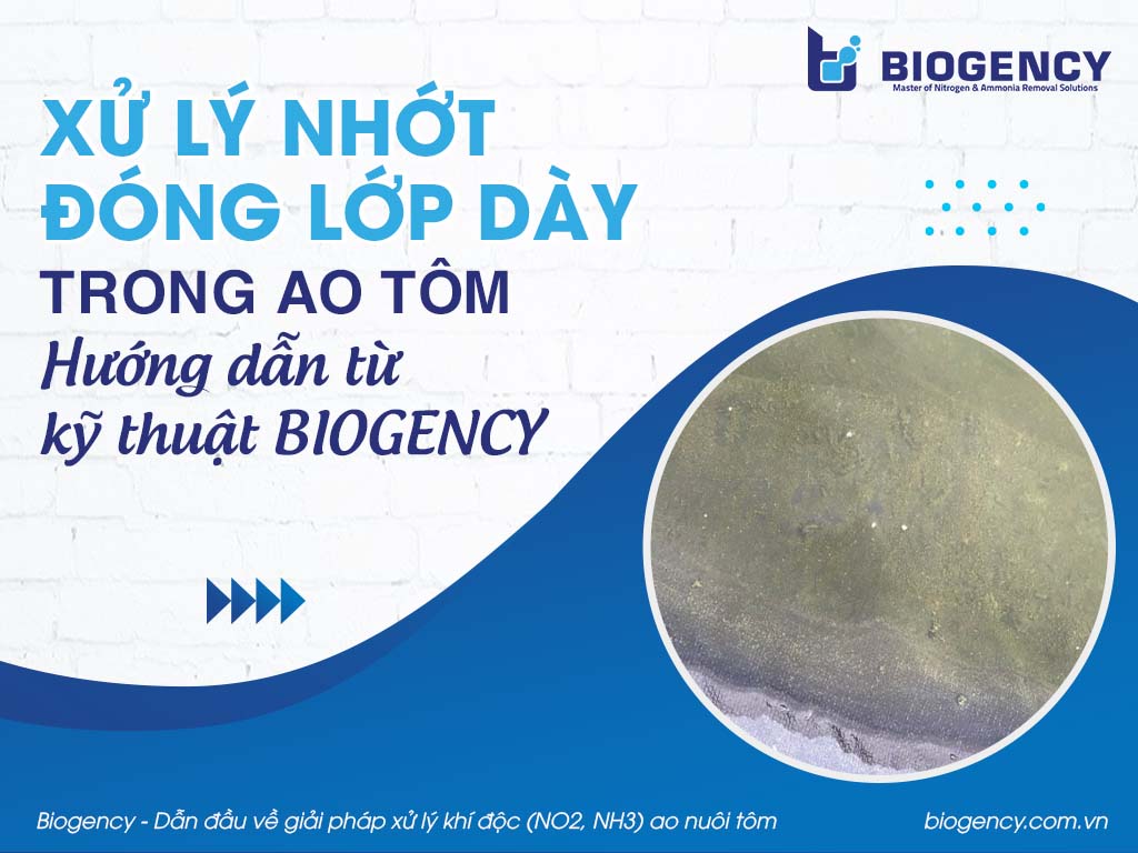 Xử lý nhớt đóng lớp dày trong ao tôm và hướng dẫn từ kỹ thuật BIOGENCY Xử lý nhớt đóng lớp dày trong ao tôm và hướng dẫn từ kỹ thuật BIOGENCY