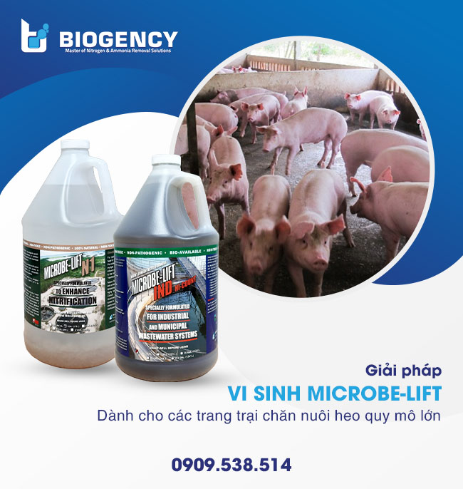 Vấn đề nước thải khi chăn nuôi heo quy mô lớn (> 4000 con) & Giải pháp từ BIOGENCY Vấn đề nước thải khi chăn nuôi heo quy mô lớn (> 4000 con) & Giải pháp từ BIOGENCY