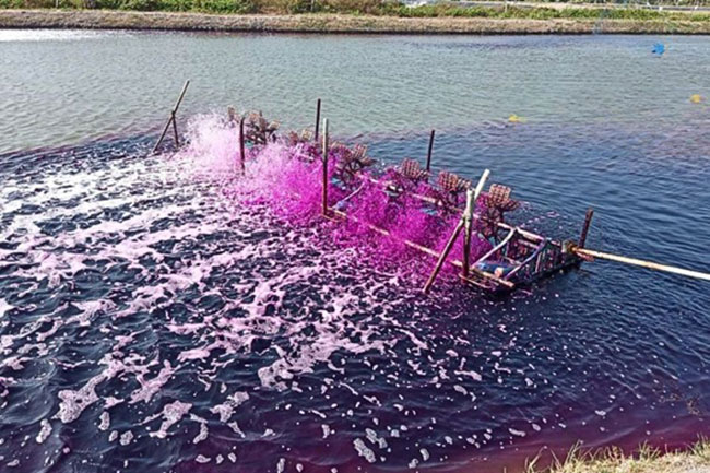 Diệt khuẩn ao nuôi tôm trước khi thả giống. Diệt khuẩn ao nuôi tôm trước khi thả giống.