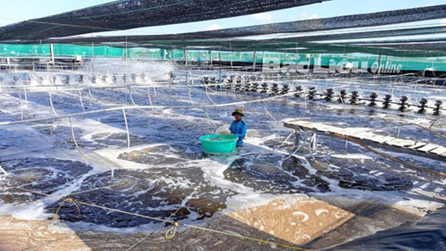 Nuôi tôm thâm canh mang lại hiệu quả kinh tế cao. Nuôi tôm thâm canh mang lại hiệu quả kinh tế cao.