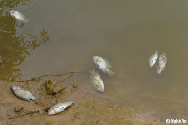 Ô nhiễm môi trường nước làm tôm cá chết. Ô nhiễm môi trường nước làm tôm cá chết.
